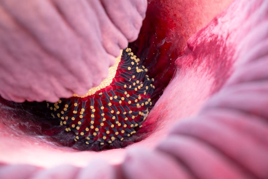 Colorado State University’s Corpse Flower named Cosmo bloomed for the first time early on May 26, emitting an odor that has been described with words like putrid and pungent and compared to that of decaying flesh. (John Eisele, Colorado State University photography)