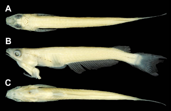 Preserved specimen of Phallostethus cuulong, showing dorsal (A), lateral (B) and ventral (C) views.