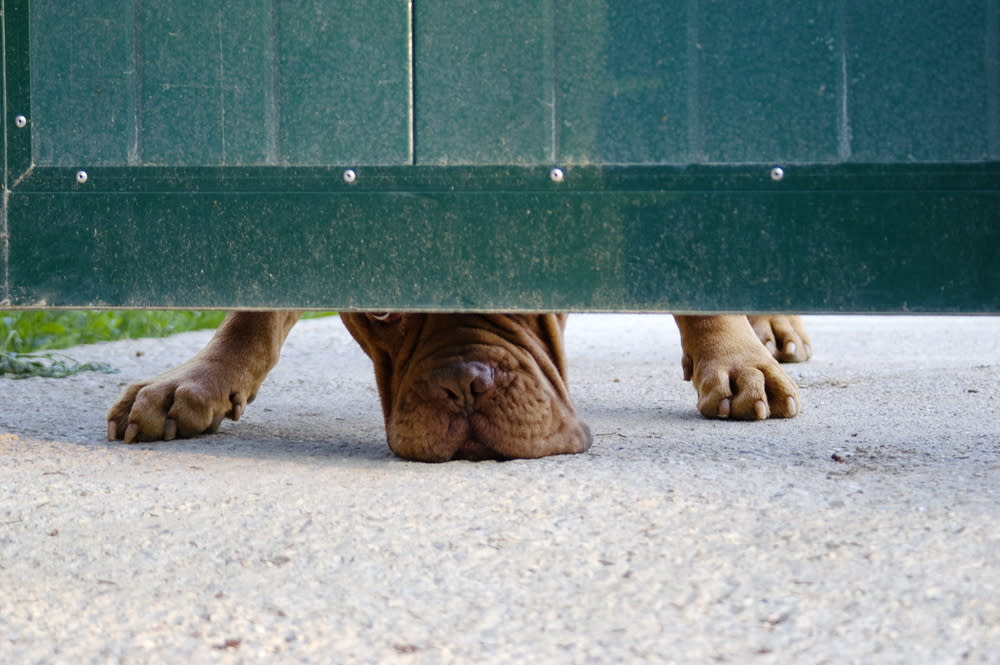 Best dog ever waits for this girl every day after school, and OMG can we pet him, too?