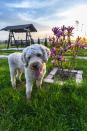 <p>These teddy bear pups are more than just their <a rel="nofollow noopener" href="https://www.goodhousekeeping.com/life/pets/a22034930/cute-dog-quiz/" target="_blank" data-ylk="slk:beautiful curls;elm:context_link;itc:0;sec:content-canvas" class="link ">beautiful curls</a>. Lagotti Romagnoli have awesome noses, too - they're the best breed for sniffing out truffles!</p>