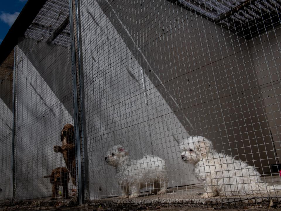 Cocker spaniels (left) sold for as much as £3,500 last summer (Getty)