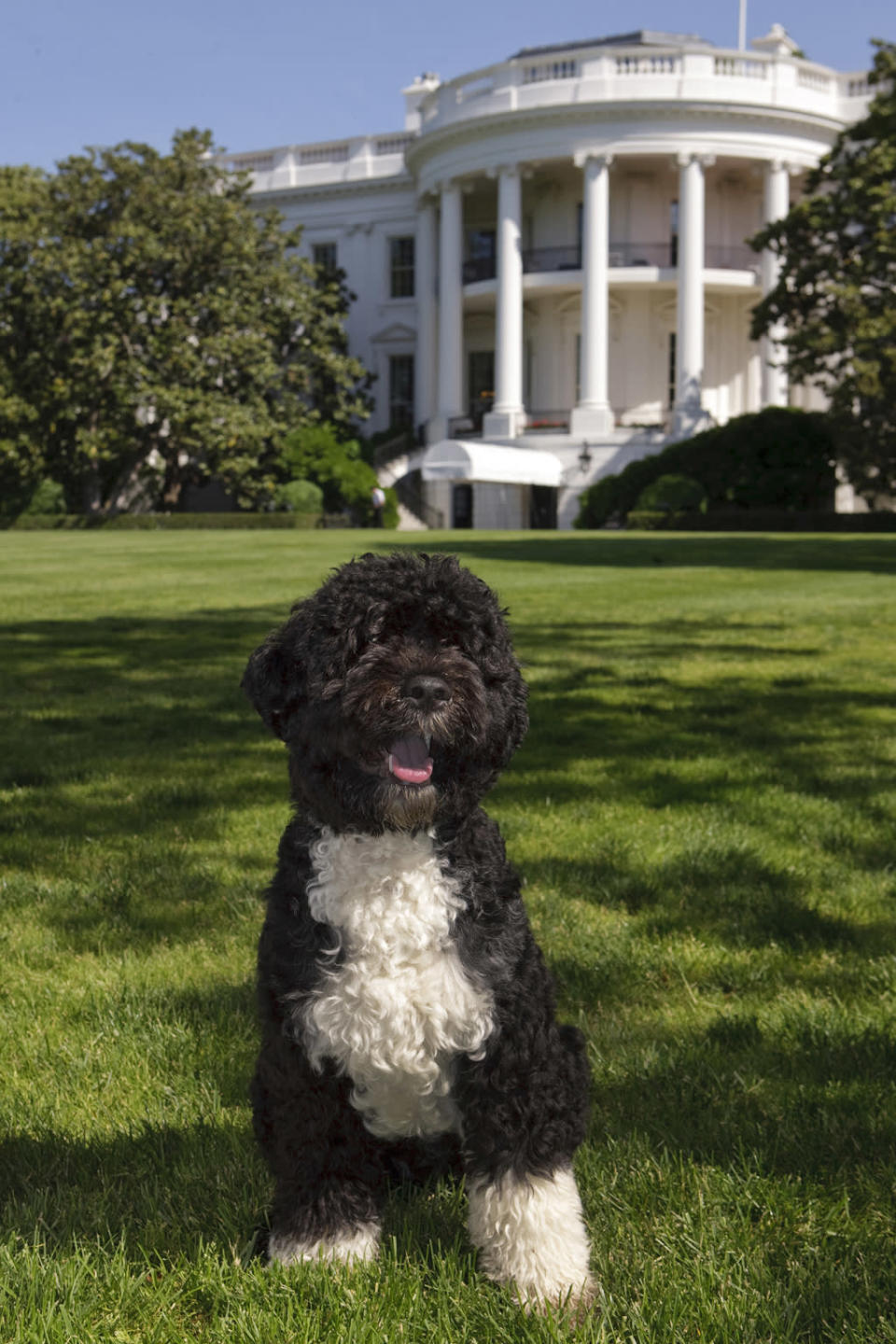 In this handout image provided by The White House, the official portrait of the Obama family dog "Bo", a Portuguese water dog, on the South Lawn of the White House on May 20, 2009 in Washington, DC. (Photo by Chuck Kennedy/The White House via Getty Images)