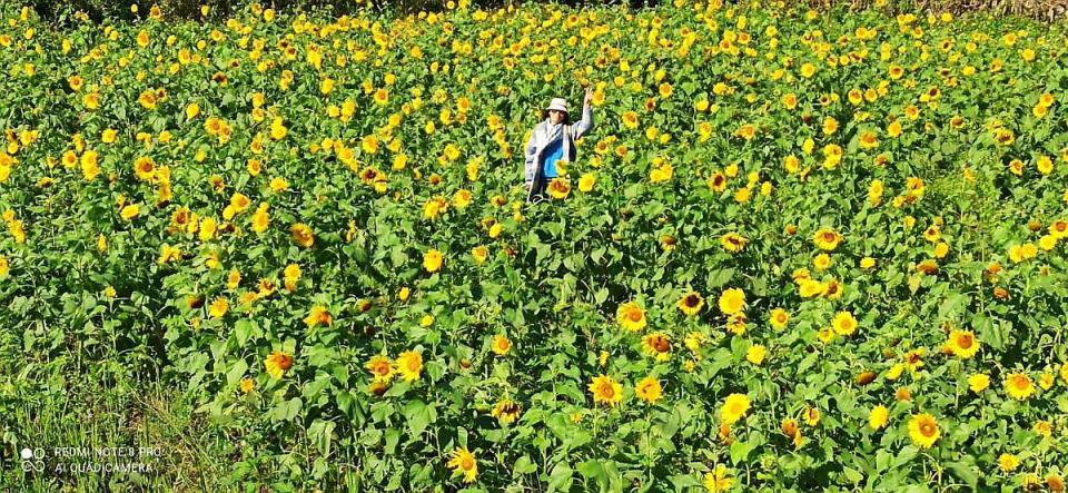 苗栗公館鄉花田一路歡迎民眾來花海走春。（圖：彭清仁攝）