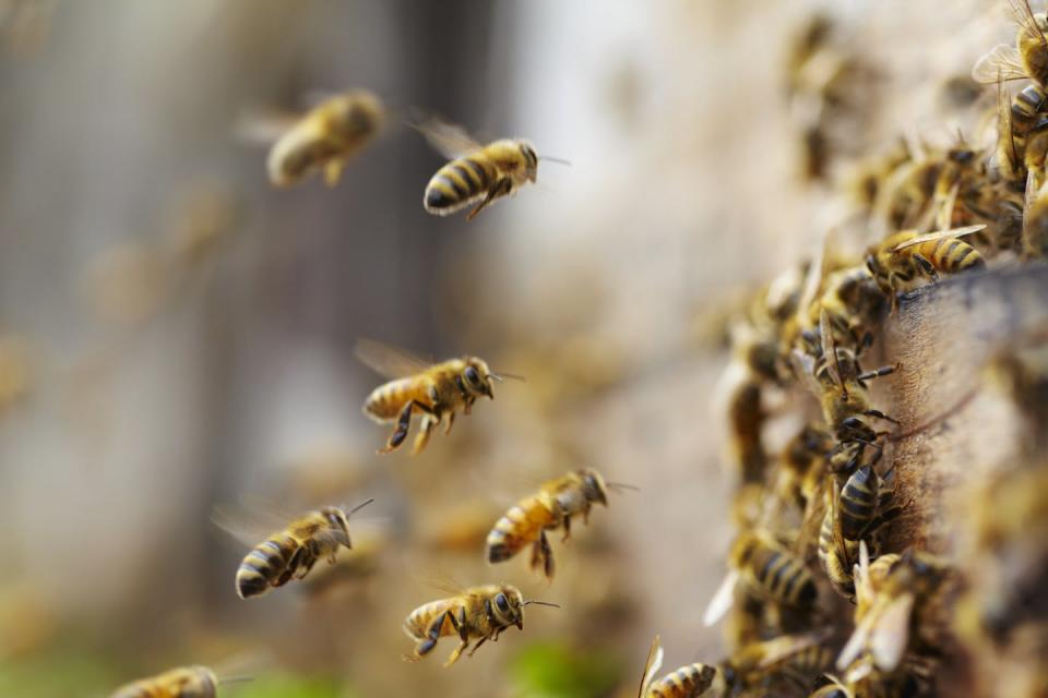 handful of bees flying toward a busy hive