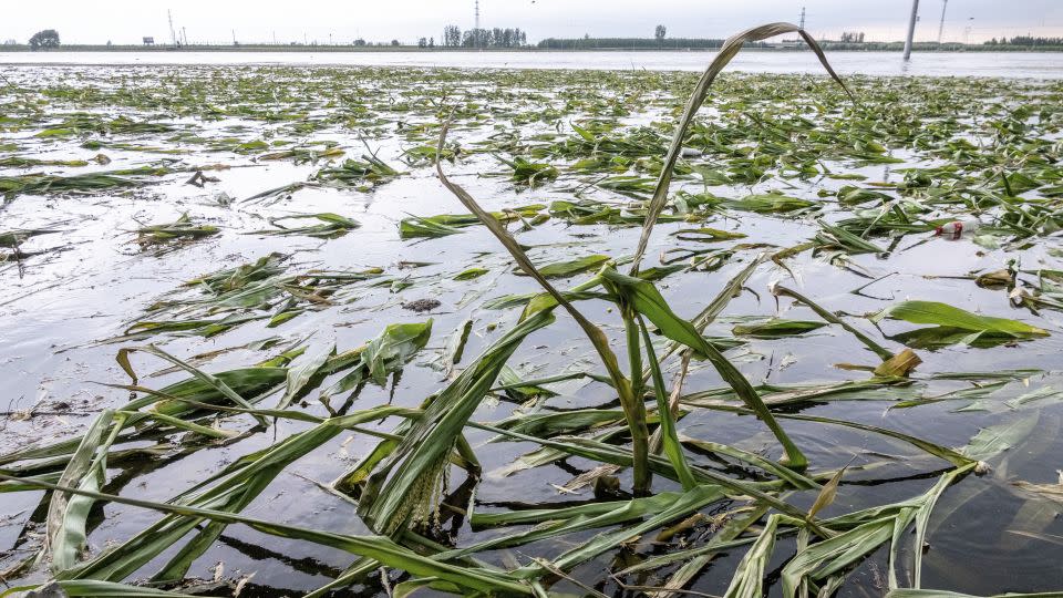 A cornfield is submerged by floodwater in a village in Hebi city, Henan province on August 5. - Costfoto/NurPhoto/Getty Images