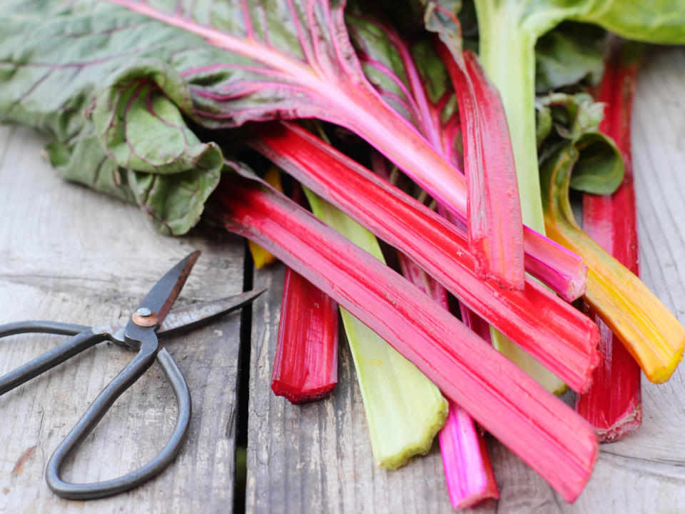 Swiss chard 'Bright Lights' and scissors