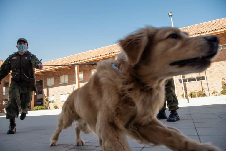 Un membre de la police canine du Chili présente un chien qui va être entraîné à repérer les personnes atteintes du Covid-19.  - Martin BERNETTI - AFP