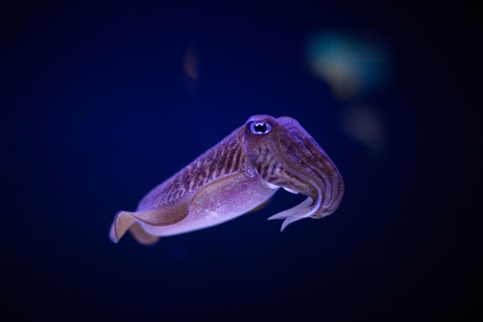 Cuttlefish