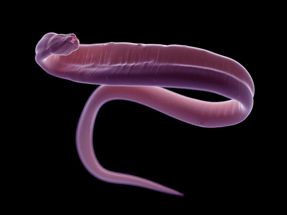 A rendering of a parasitic roundworm.