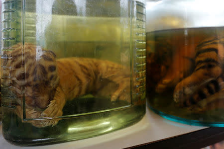 Tiger cub carcasses are seen in jars containing liquid as officials continue moving live tigers from the controversial Tiger Temple, in Kanchanaburi province, west of Bangkok, Thailand, June 3, 2016. REUTERS/Chaiwat Subprasom