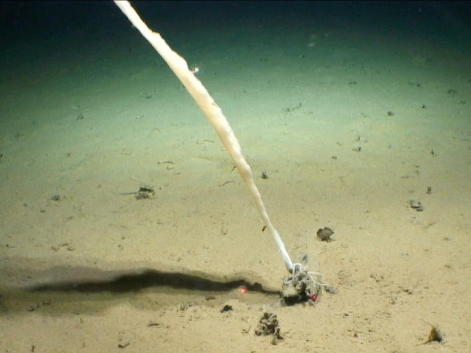 A deep sea creature attached to a nodule on the sea floor.