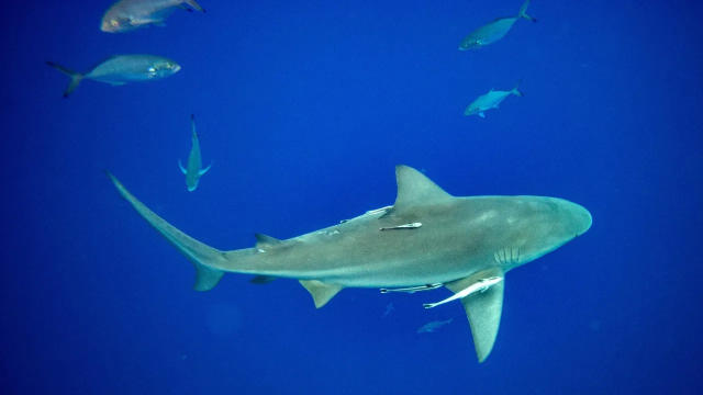 Unprovoked shark attacks and fatalities increased in 2023 •