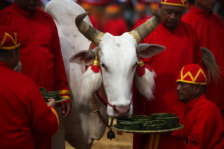Thai officials dressed in traditional costumes feed oxen during the annual royal ploughing ceremony during the annual royal ploughing ceremony in central Bangkok, Thailand, May 9, 2019. REUTERS/Athit Perawongmetha
