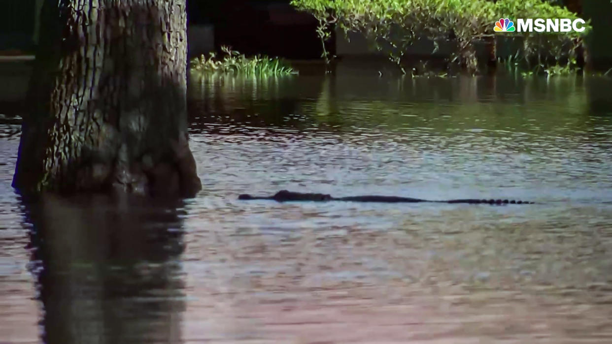 NBC News' Jesse Kirsch points out what appears to be an alligator swimming in floodwaters covering what used to be a residential street in Orlando, Fla. (MSNBC)