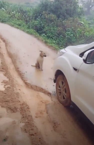 小狗擋在路中間不讓駕駛通過。（圖／翻攝自微博）