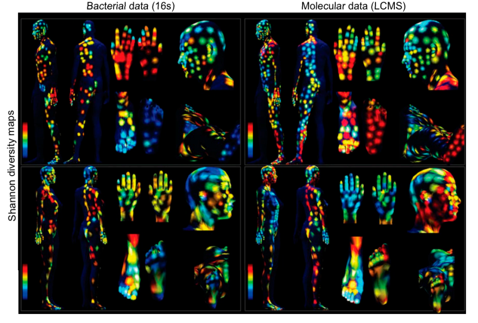 bacteria molecular map of the human skin