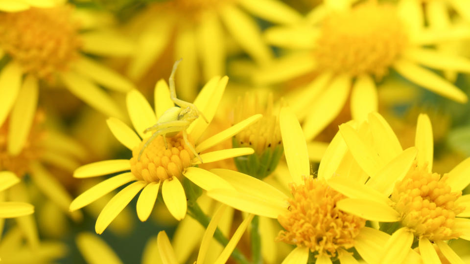 A yellow Crab Spider (Misumena vatia) perched on a Ragwort (Senecio jacobaea) flower. It is using its camouflage to catch insects as they land on the flowers to nectar.