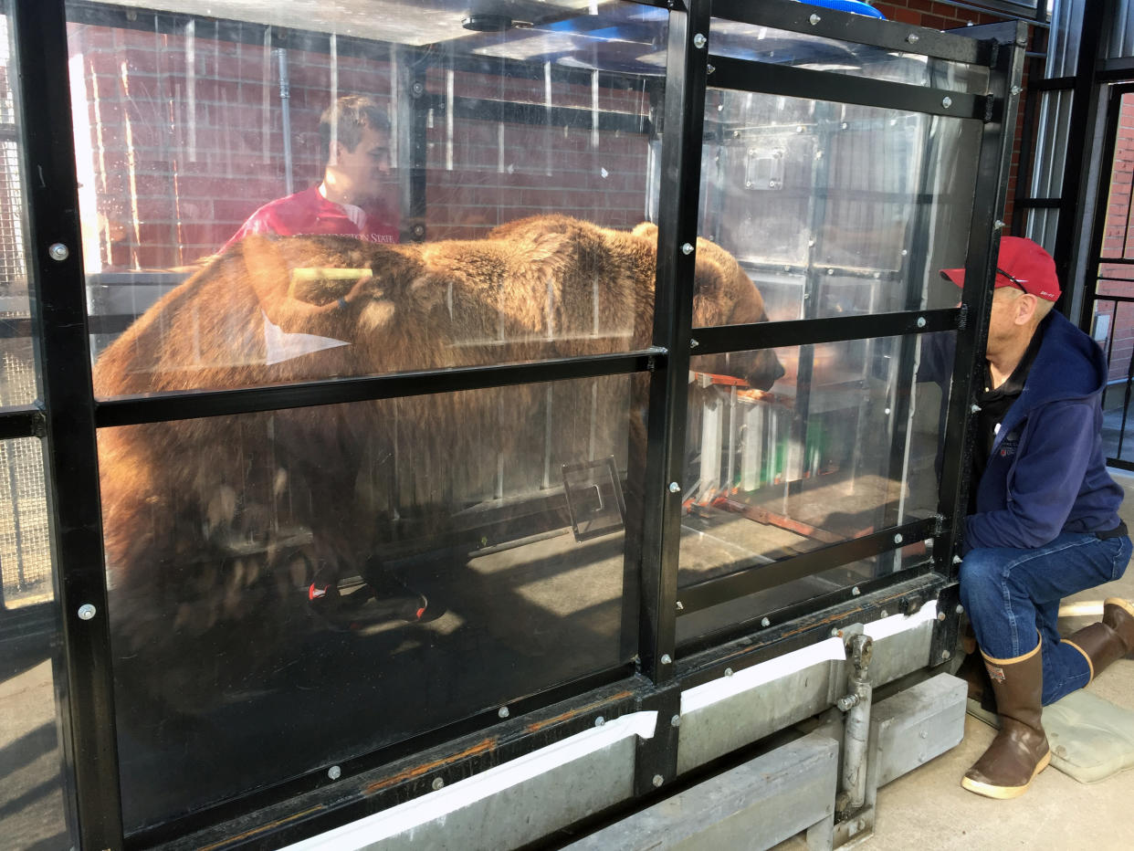 Un oso pardo en una caminadora adaptada como parte de un estudio en la Universidad Estatal de Washington en Pullman, Washington. (Anthony Carnahan/Washington State University vía The New York Times)