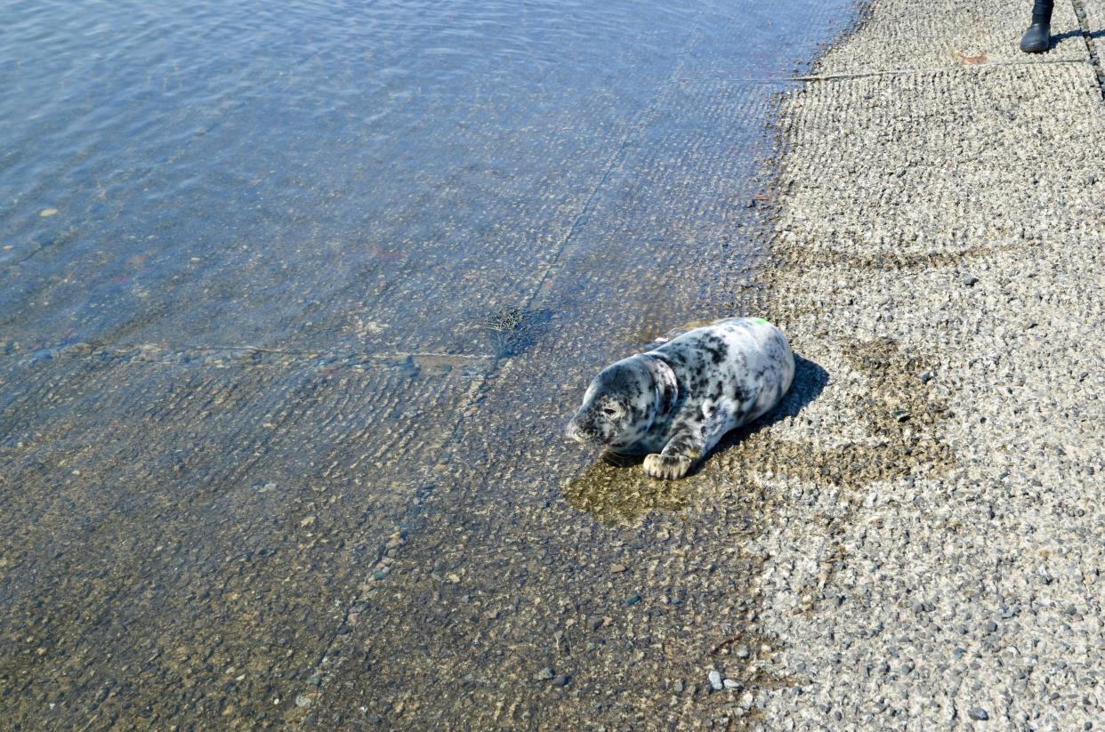 Seacoast Science Center Marine Mammal Rescue saved a female gray seal weanling on Wednesday at Odiorne Point State Park in Rye. The seal was stuck in the rocks of a jetty. Rescuers believe she may have been trapped for between 24 and 60 hours and would have died had a caller not spotted her moving in the rocks.