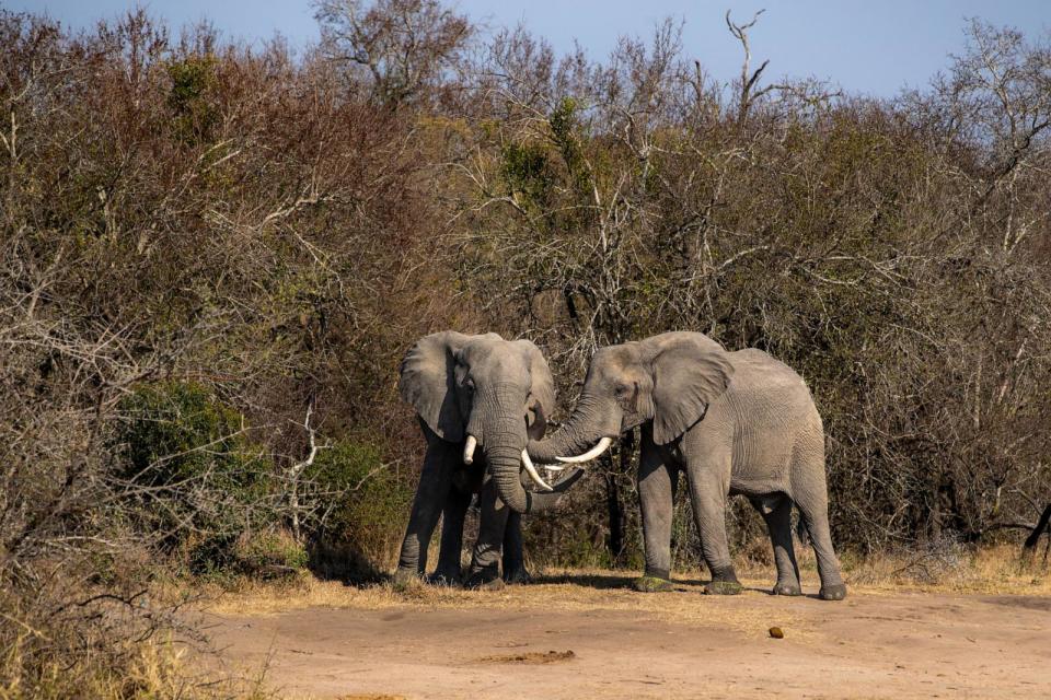 PHOTO: Two elephants rubbing trunks.  (STOCK PHOTO/Getty Images)