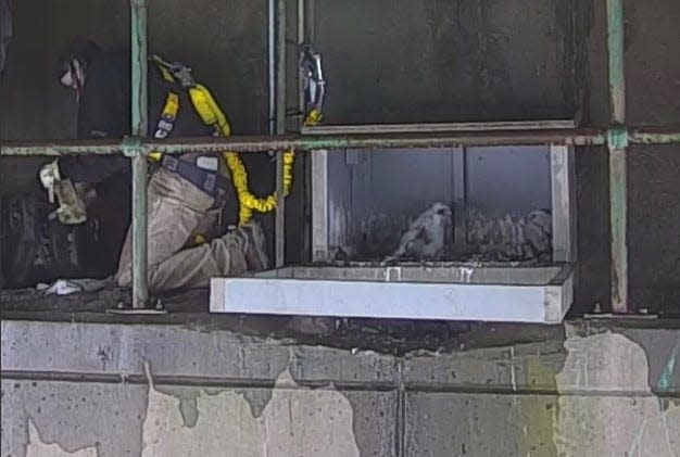 A Michigan Department of Natural Resources team put identifying bands on peregrine falcon chicks that successfully hatched at the Sault Ste. Marie International Bridge.