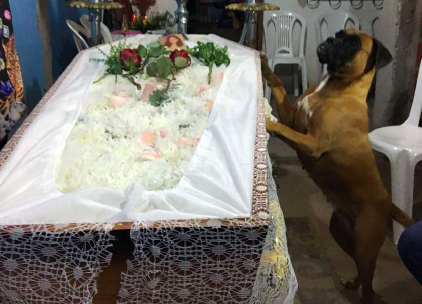 <em>Boxer Belinha jumped up and protected her owner’s coffin during her wake (CEN)</em>