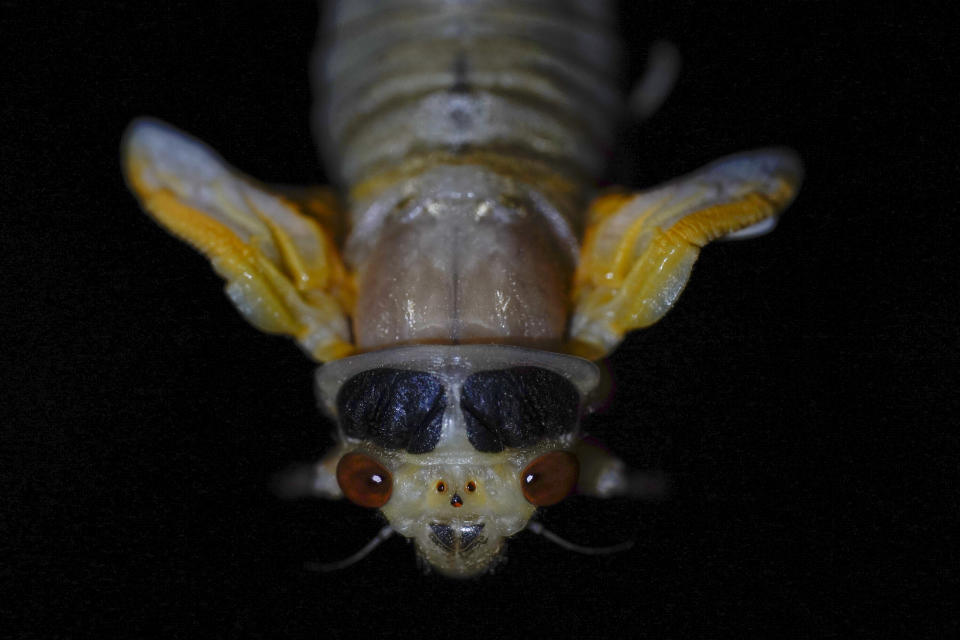 An adult cicada hangs upside down just after shedding its nymphal skin, early Wednesday, May 5, 2021, on the University of Maryland campus in College Park, Md. The cicadas of Brood X, trillions of red-eyed bugs singing loud sci-fi sounding songs, can seem downright creepy. Especially since they come out from underground only ever 17 years. (AP Photo/Carolyn Kaster)