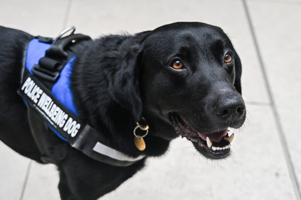 Too friendly for drug busts...Dexter is now offering well-being support for emergency services workers (JESSICA TAYLOR/ UK PARLIAMENT)