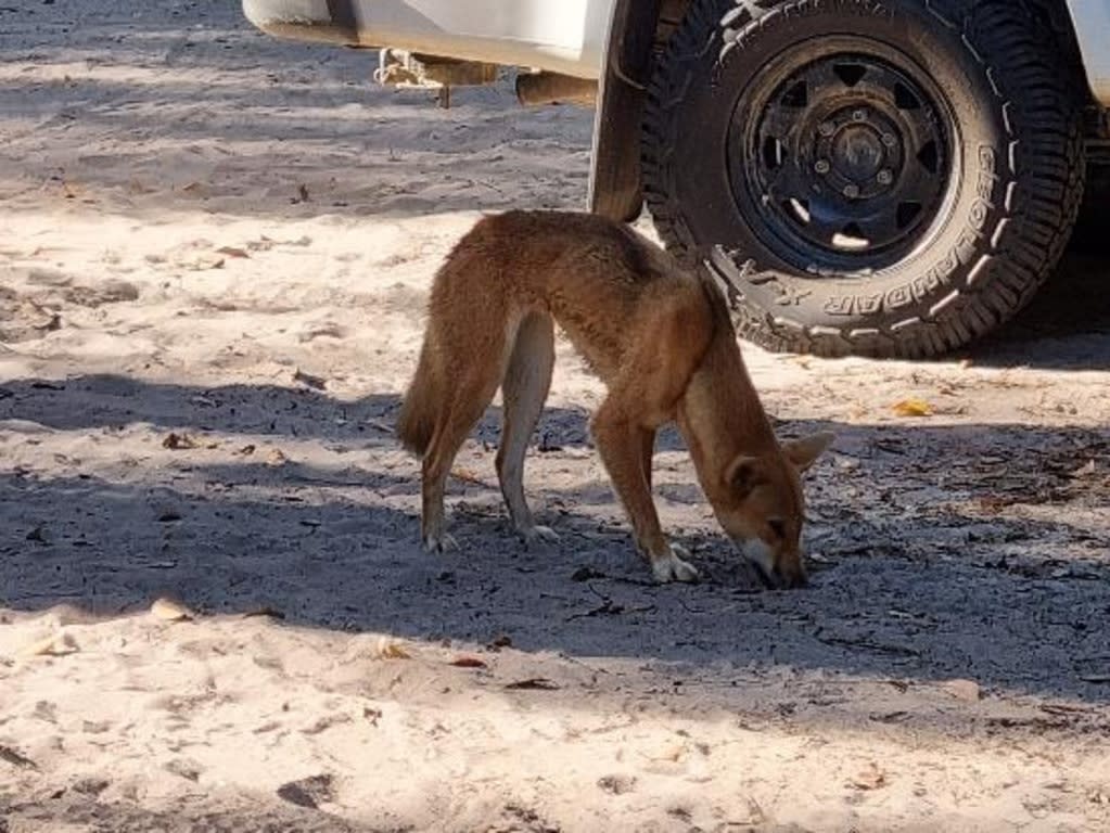 Rangers on K’gari (formerly Fraser Island) are attempting to identify an untagged female dingo (wongari) that bit a two-year-old boy on the thigh on Thursday.