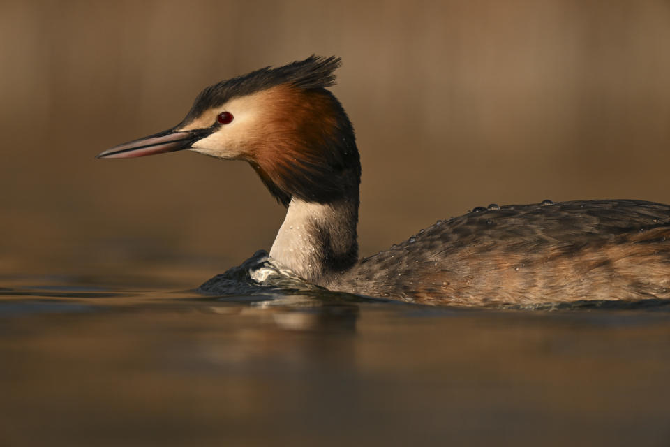 Sample image taken with the Nikkor Z 180-600mm lens closeup of a bird in a lake