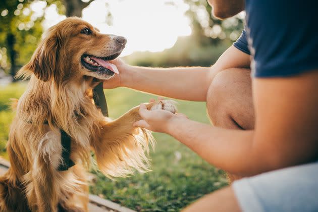 Relaxed facial expressions and body language are two signs of a happy dog.