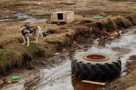 A sled dog chained to a small shelter looks at a tire in the town of Tasiilaq, Greenland, June 16, 2018. REUTERS/Lucas Jackson