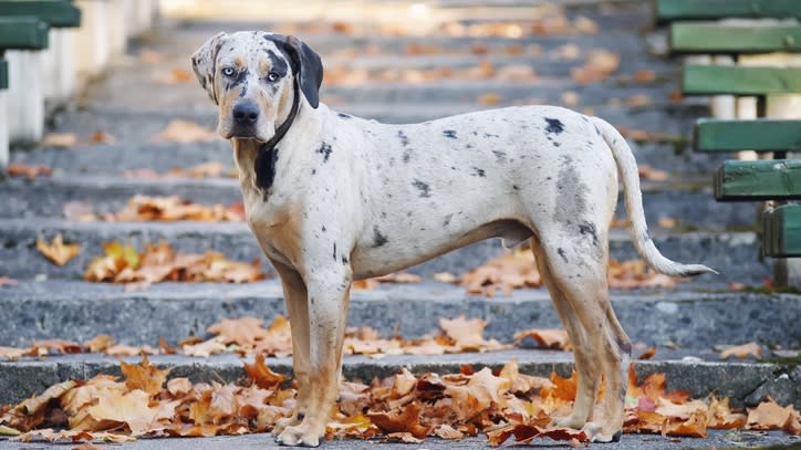 32 of the best outdoor dog breeds