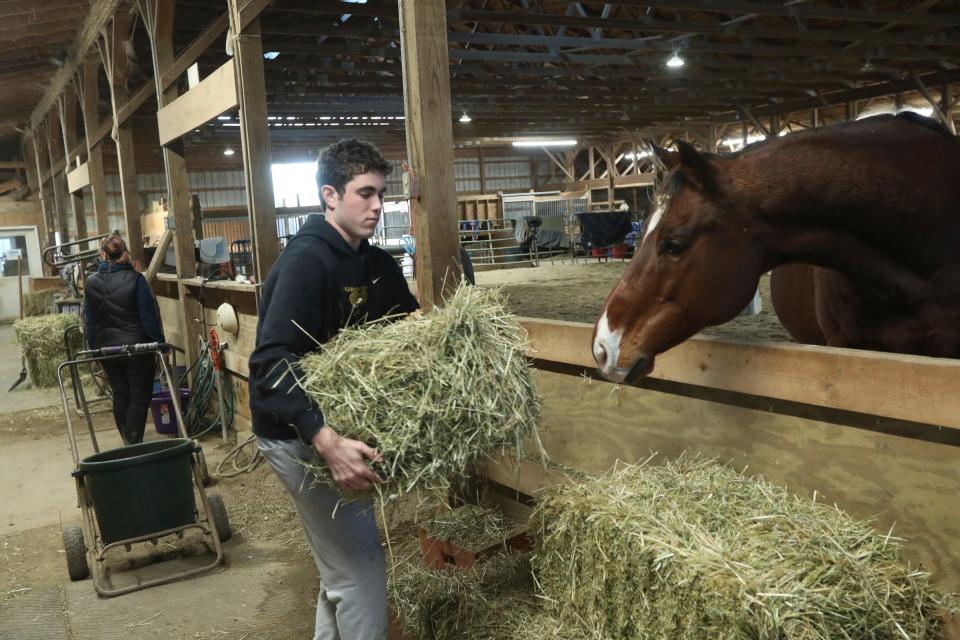 John Verga works as a volunteer at Starry Skies Equine Rescue and Sanctuary taking care of the many rescued animals on the farm Friday, Nov 17, 2023. His duties include cleaning stalls feeding the horses, pigs and cows at the facility.