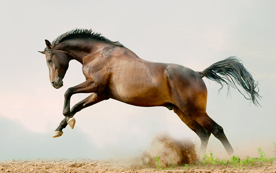 A high school student was asked to prom by a classmate on a horse. (Photo: Getty Images)