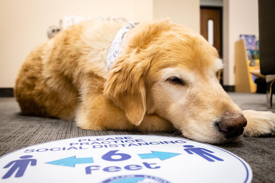 Bruin, a 7-year-old Golden Retriever, sleeps on the floor of the Crime Victim's Rights Unit Wednesday, April 7, 2021, in the St. Clair County Courthouse in Port Huron. Bruin is part of the Canine Advocacy Program, a service that provides direct support to victims involved in the criminal justice system.