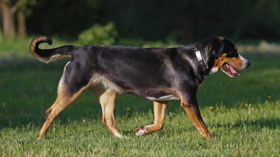 side profile of a greater Swiss mountain dog walking in a field
