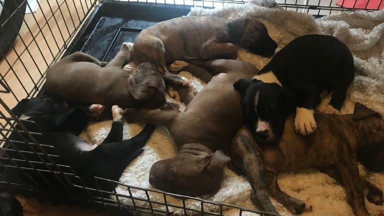 The six puppies have been recovered. Pic: GMP