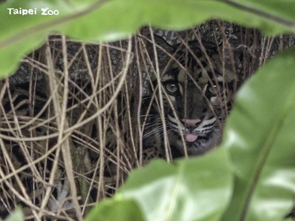 今(6)日園方宣布整修完畢，雲豹「Suki」已重返台灣動物區與粉絲們見面。   圖：台北市立動物園／提供