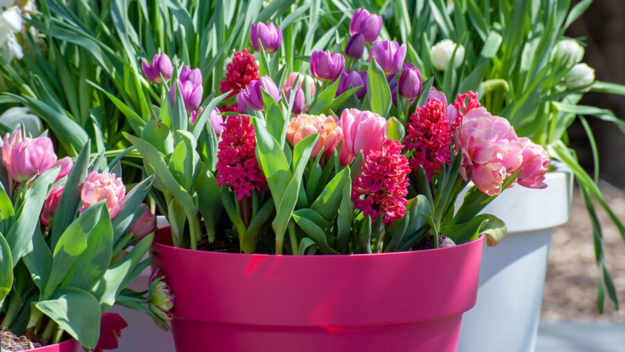  Tulips and hyacinth in pots. 