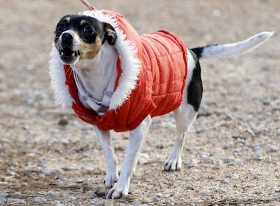 Dog jackets can keep pets warm in the cold. <a href="https://newsroom.ap.org/detail/WinterWeatherTexas/b82392611da74eb69750dd2a12c73817/photo?Query=dog%20jacket&mediaType=photo&sortBy=&dateRange=Anytime&totalCount=320&digitizationType=Digitized&currentItemNo=1&vs=true&vs=true" rel="nofollow noopener" target="_blank" data-ylk="slk:AP Photo/David J. Phillip;elm:context_link;itc:0;sec:content-canvas" class="link ">AP Photo/David J. Phillip</a>