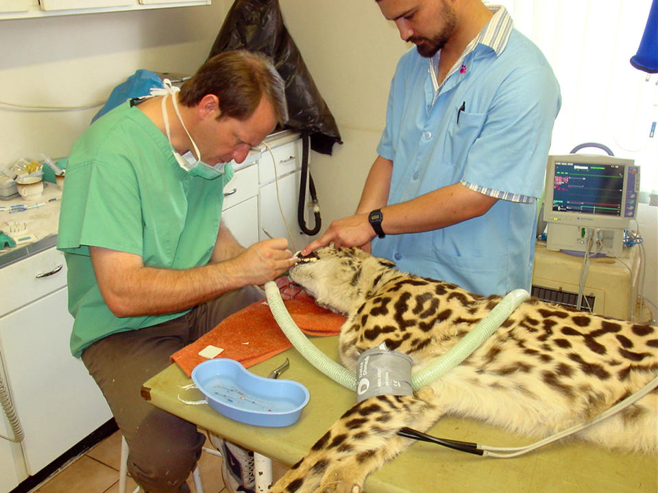 Safari dentist