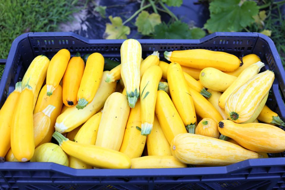 Yellow squash is among a wide variety of vegetables grown as part of the Hmong Elder Herbal Gardens Initiative.