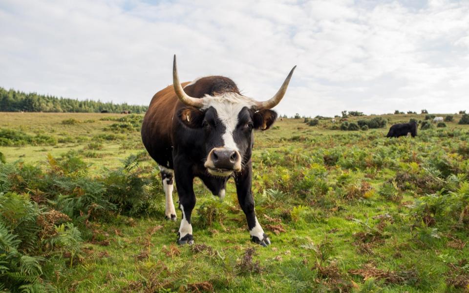 Large horned cattle looking intimidating, New Forest, Hampshire, UK. - www.alamy.com