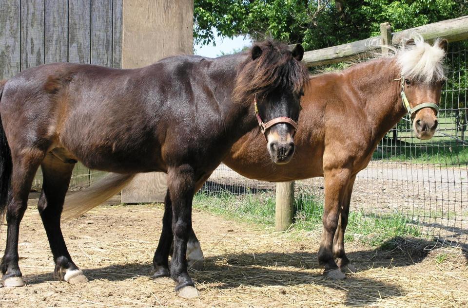 These little ponies (10 hands) have been together for years and are attached at the hip. Although they cannot be ridden, they are wonderful companions for people and barnyard animals, including sheep and goats. They would make a great addition to any home with little to no grass and huge quantities of love.