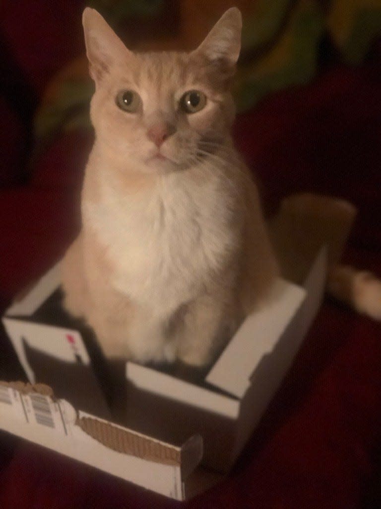 Amelia Robinson's cat Tigger sitting in a too small box after smashing it.