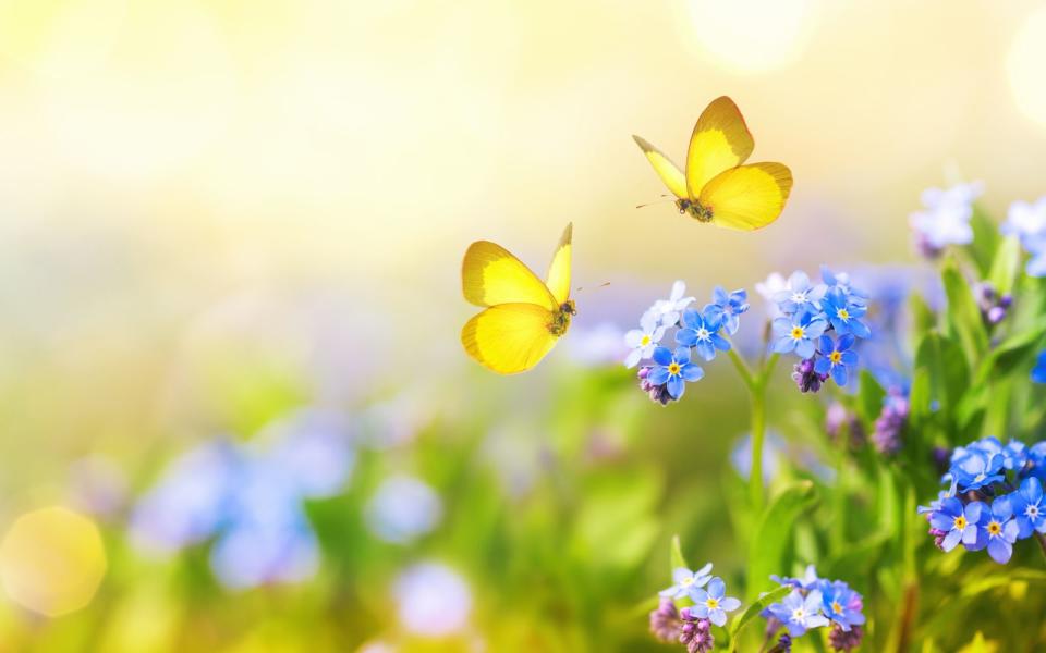 In der Vorstellungskraft haben wir manchmal nicht nur Tiere im Hals, sondern auch im Bauch: Schmetterlinge zum Beispiel. So wird das flaue Verliebtheitsgefühl im Magen auf Deutsch umschrieben. (Bild: iStock/Julia_Sudnitskaya)