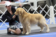 In this April 27, 2019 photo provided by Jim Yeager, Rainier a golden retriever, and his handler Jennifer Harper, compete in the Puerto Rico Dog Show where he won Best in Show in San Juan, Puerto Rico. Rainier's brother Cooper is a search-and-rescue service dog, a relationship that illustrates ties between show dogs and dogs that do specialized work. (Jim Yeager via AP)