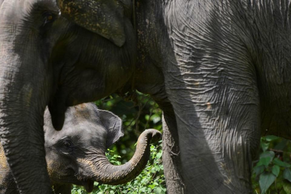 <p><strong>L’éléphant de Sumatra</strong><br>Ce pachyderme qui vit à l’état sauvage sur l’île indonésienne de Sumatra a vu sa population diminuer de près de 80 % au cours des trois dernières générations. Cet éléphant, plus petit que son cousin d’Afrique, est tout particulièrement menacé par la dégradation de son habitat et par le braconnage dont il n’est toujours pas protégé. Crédit photo: Getty. </p>