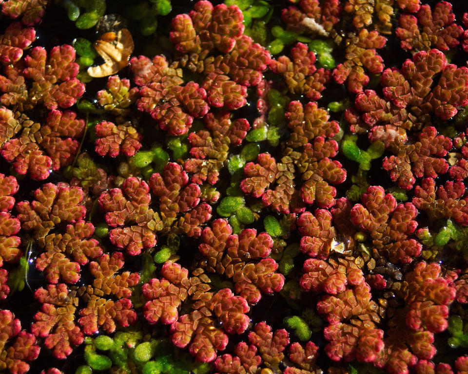 2. Fairy Fern or Water Fern (Azolla filiculoides)